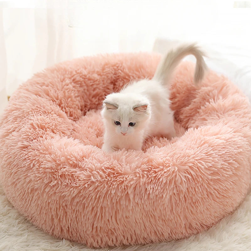 Gato Filhote Caminha Donut para Gatos