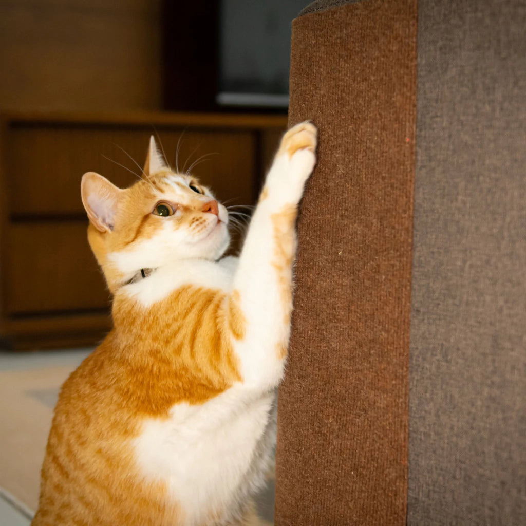 arranhador para gatos sofá