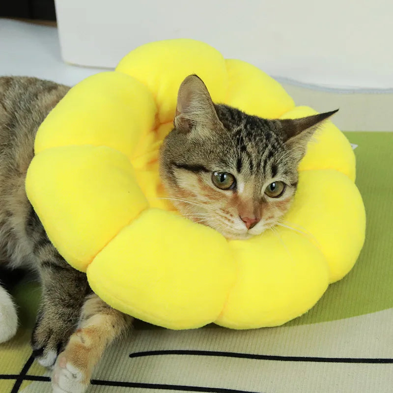 Gato usando colar elizabetano girassol amarelo pós-cirúrgico acolchoado