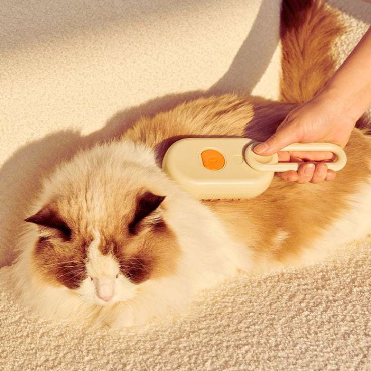 Gato sendo escovado com escova a vapor